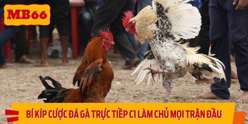 Bí kíp đặt cược đá gà trực tiếp C1 giúp làm chủ mọi trận đấu