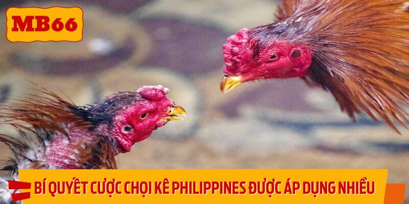 Bí quyết cược chọi kê Philippines được áp dụng nhiều nhất