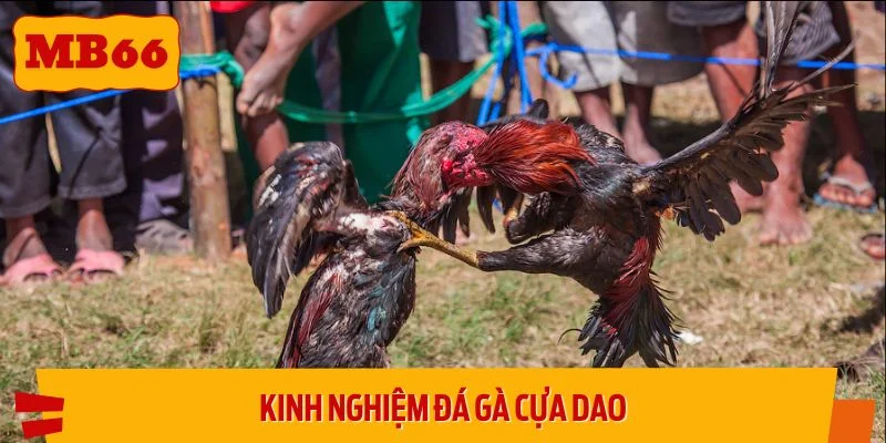 Kinh nghiệm chiến thắng do cao thủ chia sẻ