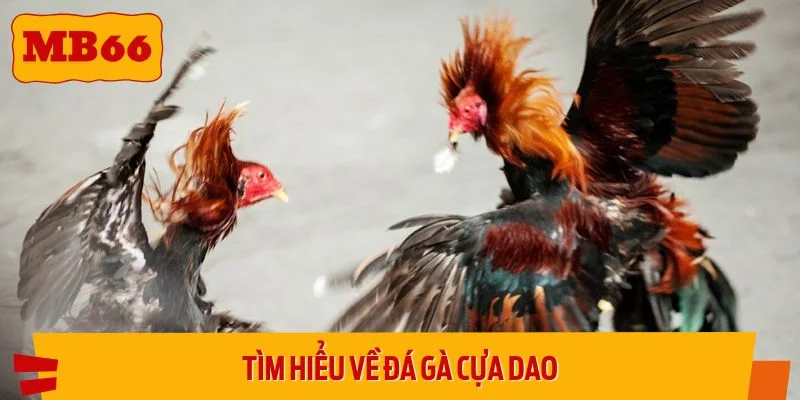 Đá gà cựa dao có nhiều điểm đặc biệt
