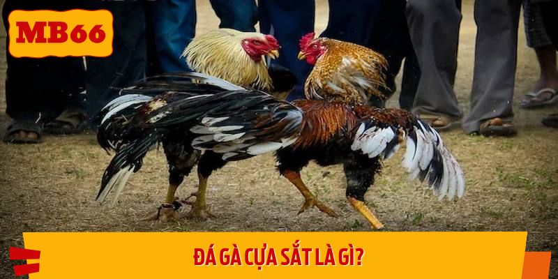 Đá gà cựa sắt là gì?
