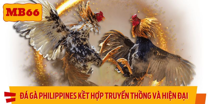 Đá gà Philippines là hình thức kết hợp giữa truyền thống và hiện đại