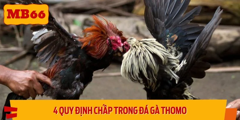 4 quy định chấp có thể chọn khi vào kèo
