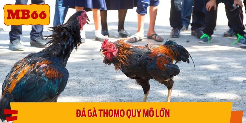 Đá gà Thomo có quy mô giải đấu lớn