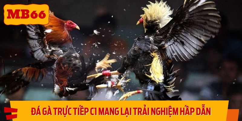 Đá gà trực tiếp C1 mang lại trải nghiệm hấp dẫn, chuyên nghiệp