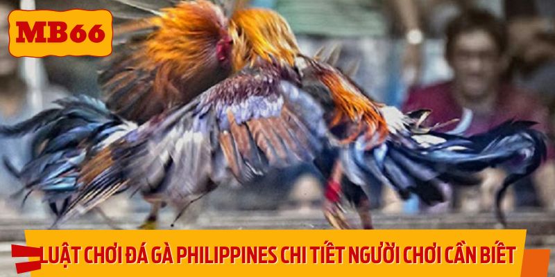 Luật chơi đá gà Philippines chi tiết người chơi cần biết