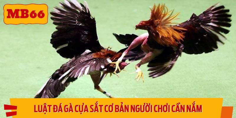 Luật đá gà cựa sắt cơ bản người chơi cần nắm