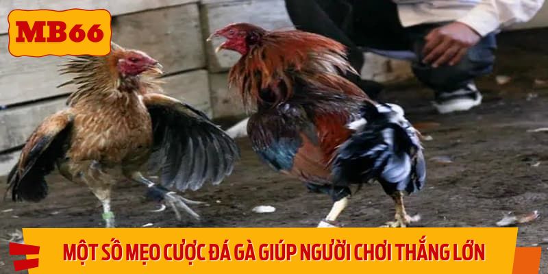 Một số mẹo cược đá gà giúp người chơi thắng lớn