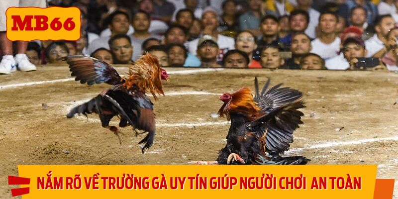 Nắm rõ thông tin về trường gà uy tín giúp người chơi tham gia an toàn