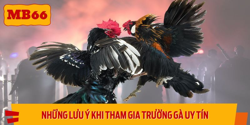 Những lưu ý quan trọng khi tham gia các trường gà uy tín