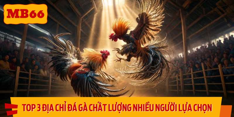 Top 3 địa chỉ đá gà chất lượng được nhiều người lựa chọn